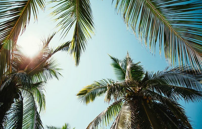 an image of palm trees and the sky taken from the ground