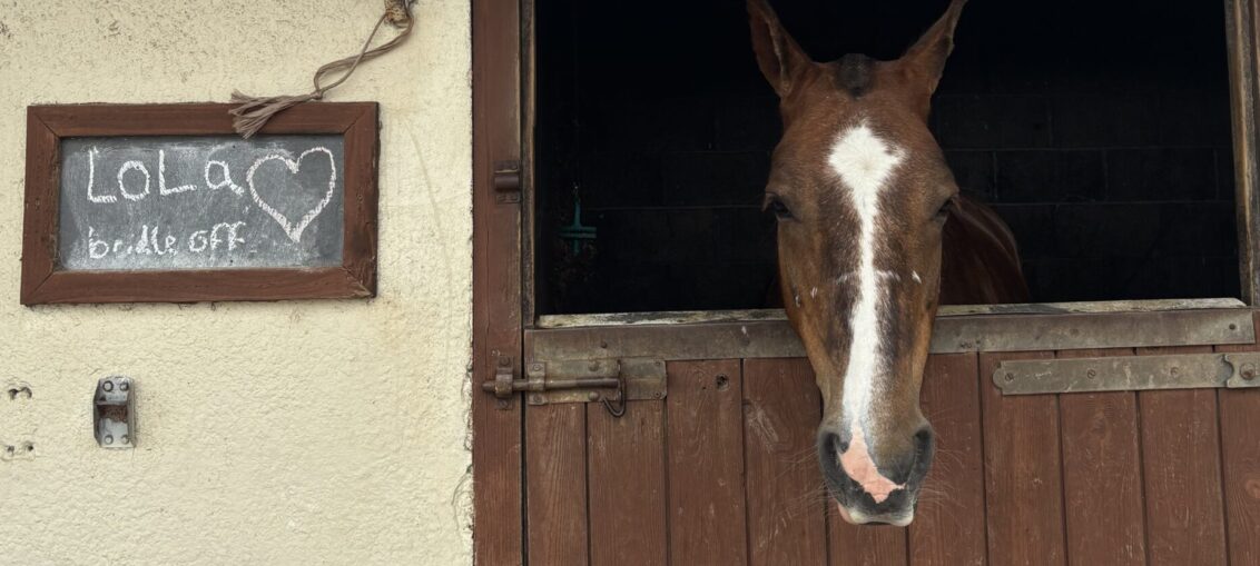 A horse in the stable at Follifoot Park Riding Centre